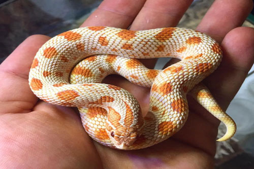 Rắn Mũi Hếch – Hognose Snake