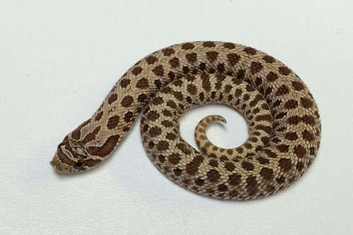 Rắn Mũi Hếch – Hognose Snake