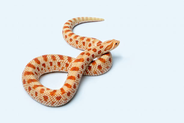 Rắn Mũi Hếch – Hognose Snake