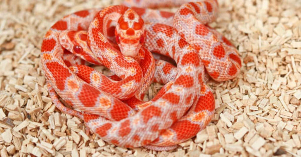 Rắn Ngô – Corn Snake