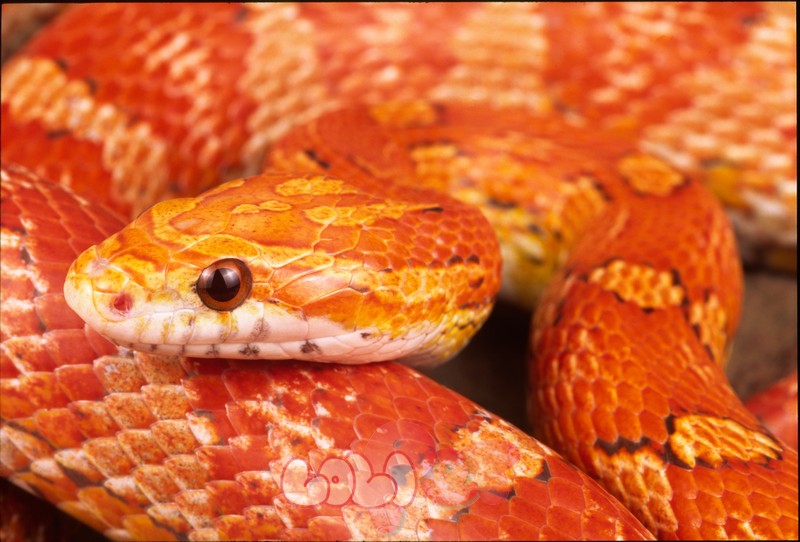 Rắn Ngô – Corn Snake