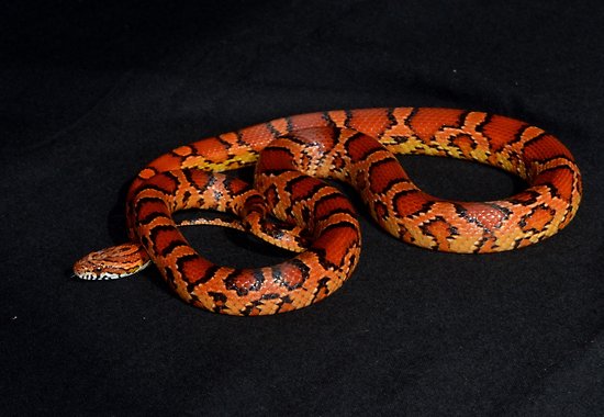 Rắn Ngô – Corn Snake