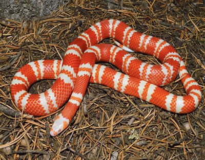 Rắn Sữa – Milk Snake