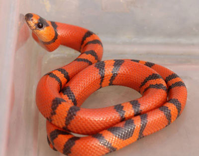 Rắn Sữa – Milk Snake