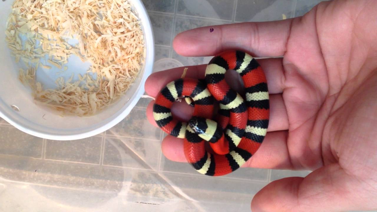 Rắn Sữa – Milk Snake