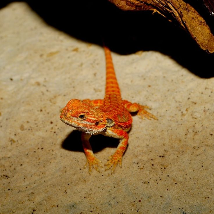 Rồng Úc Bearded Dragon 