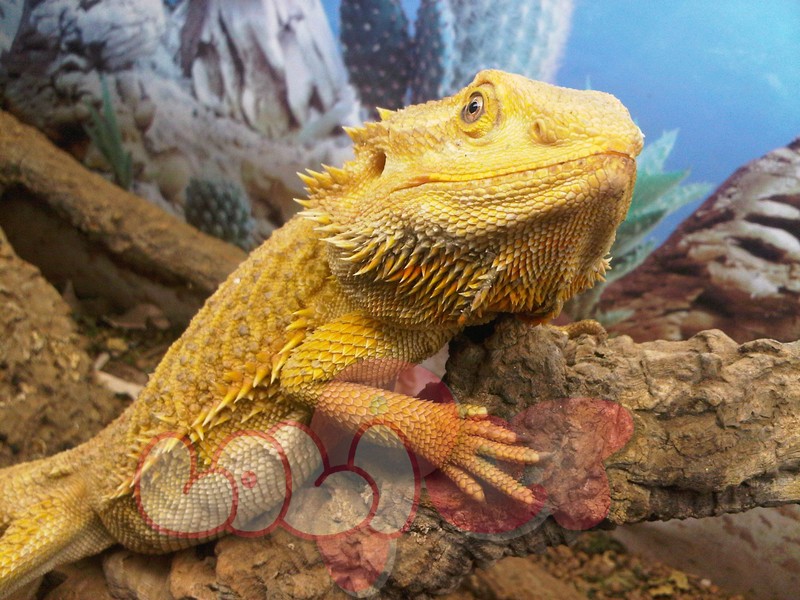 Rồng Úc Bearded Dragon 