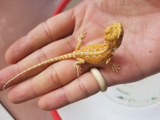 Rồng Úc Bearded Dragon 