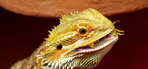 Rồng Úc Bearded Dragon 