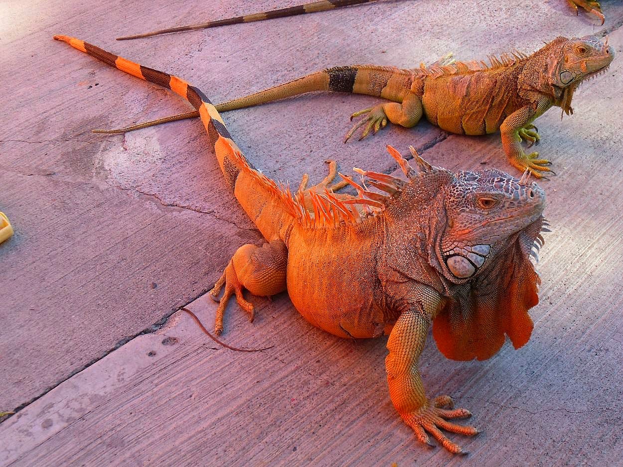 Rồng Nam Mỹ Đỏ – Red Iguana