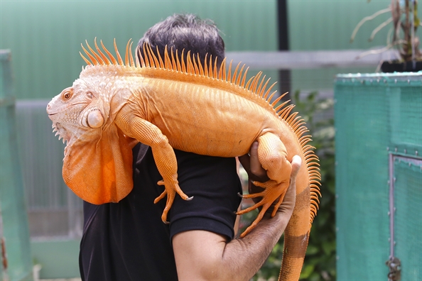 Rồng Nam Mỹ Đỏ – Red Iguana