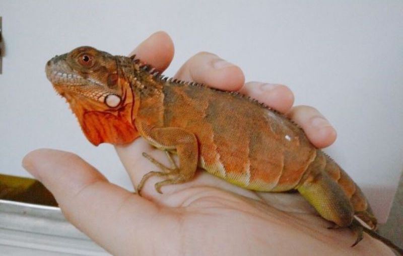 Rồng Nam Mỹ Đỏ – Red Iguana