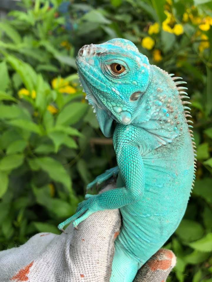 Rồng Nam Mỹ Blue – Iguana