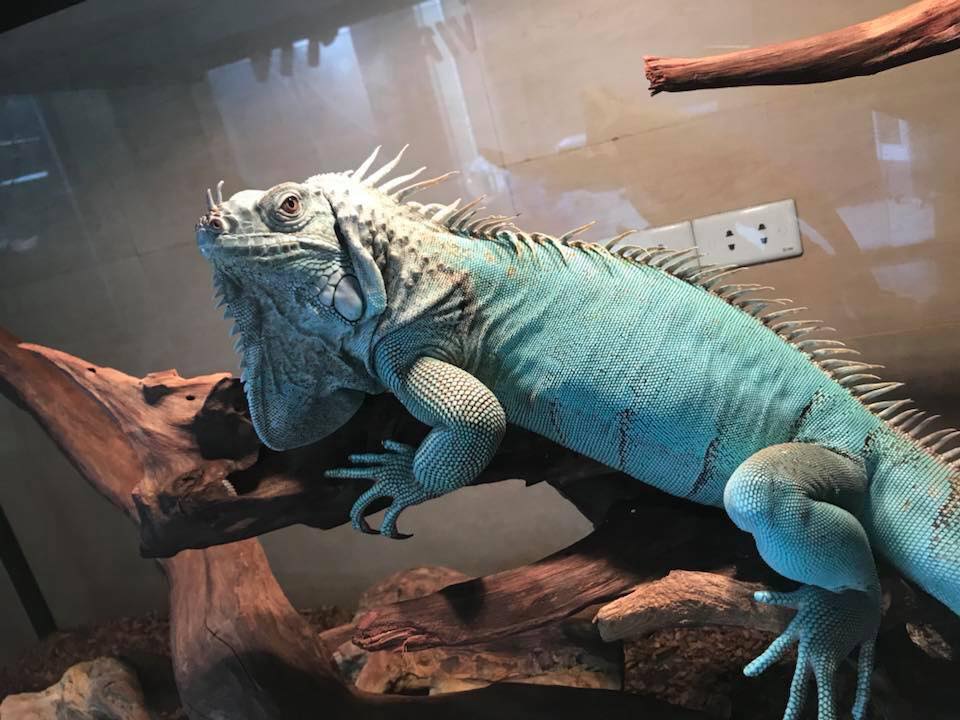 Rồng Nam Mỹ Blue – Iguana