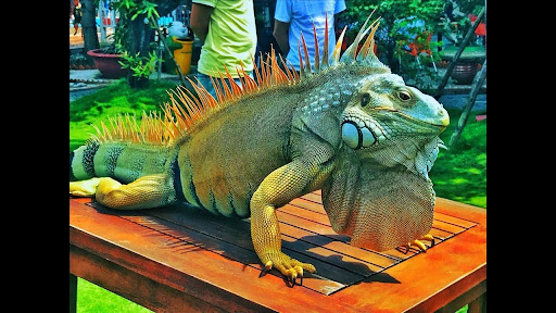 Rồng Nam Mỹ Blue – Iguana