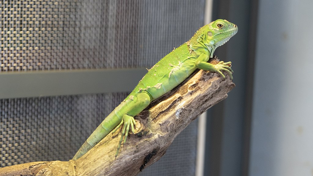 Rồng Nam Mỹ Iguana