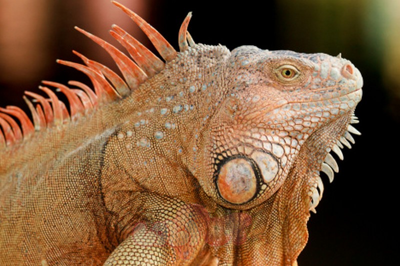 Rồng Nam Mỹ Iguana