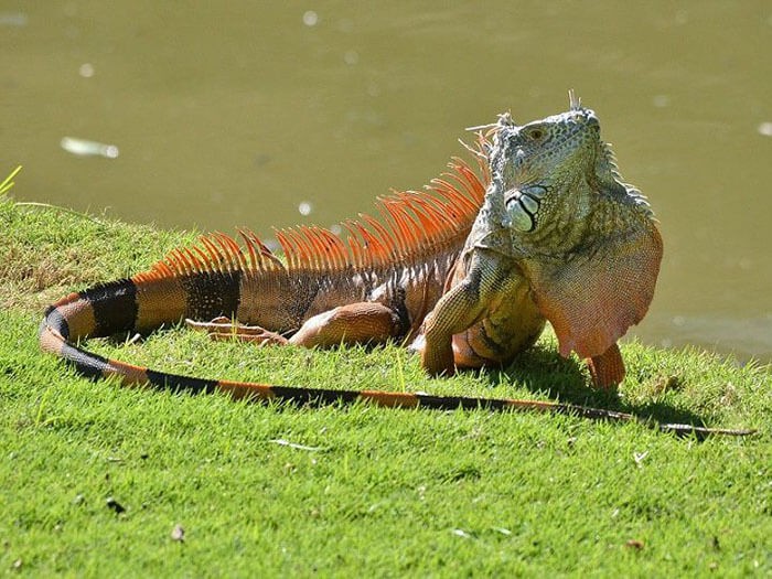 Rồng Nam Mỹ Iguana