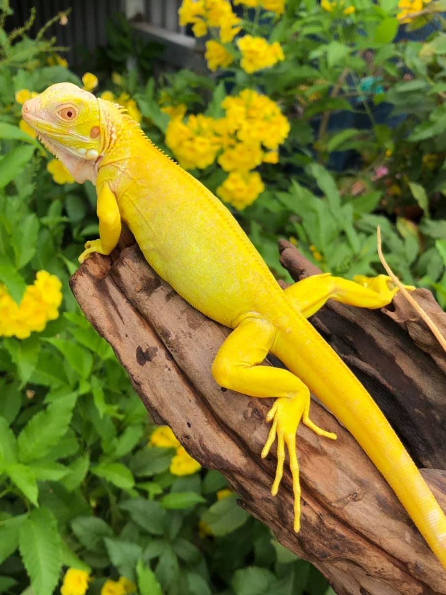 Rồng Nam Mỹ Xanh – Green Iguana