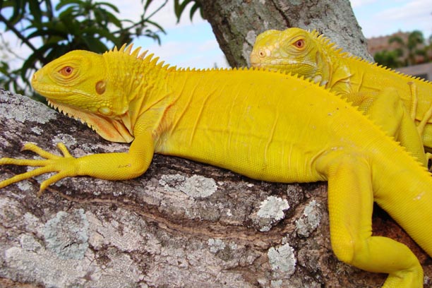 Rồng Nam Mỹ Xanh – Green Iguana