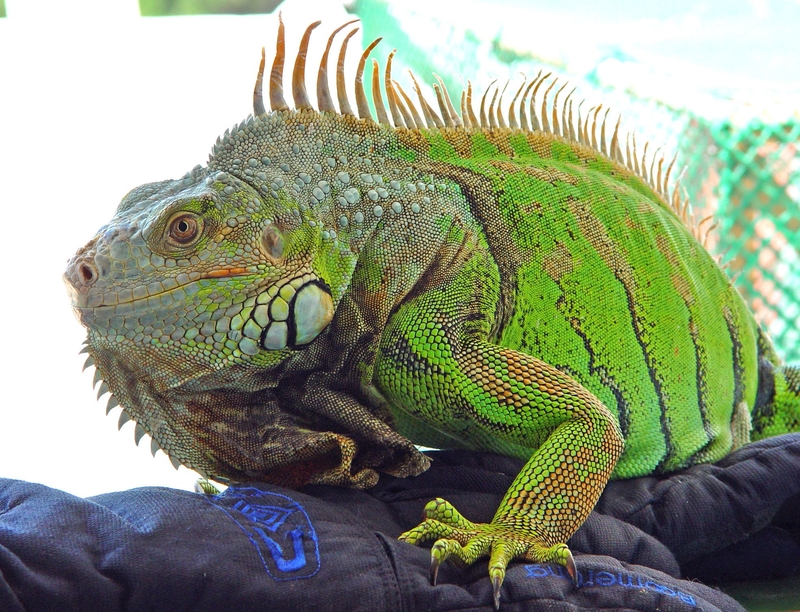 Rồng Nam Mỹ Xanh – Green Iguana