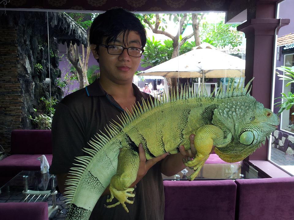 Rồng Nam Mỹ Xanh – Green Iguana