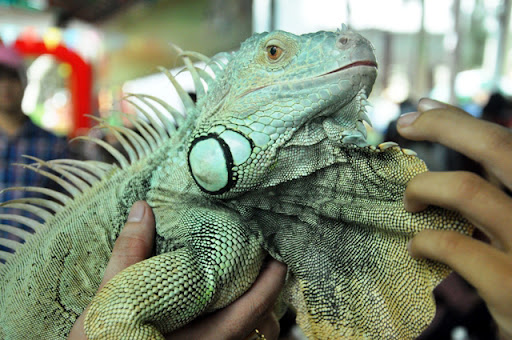 Rồng Nam Mỹ Xanh – Green Iguana