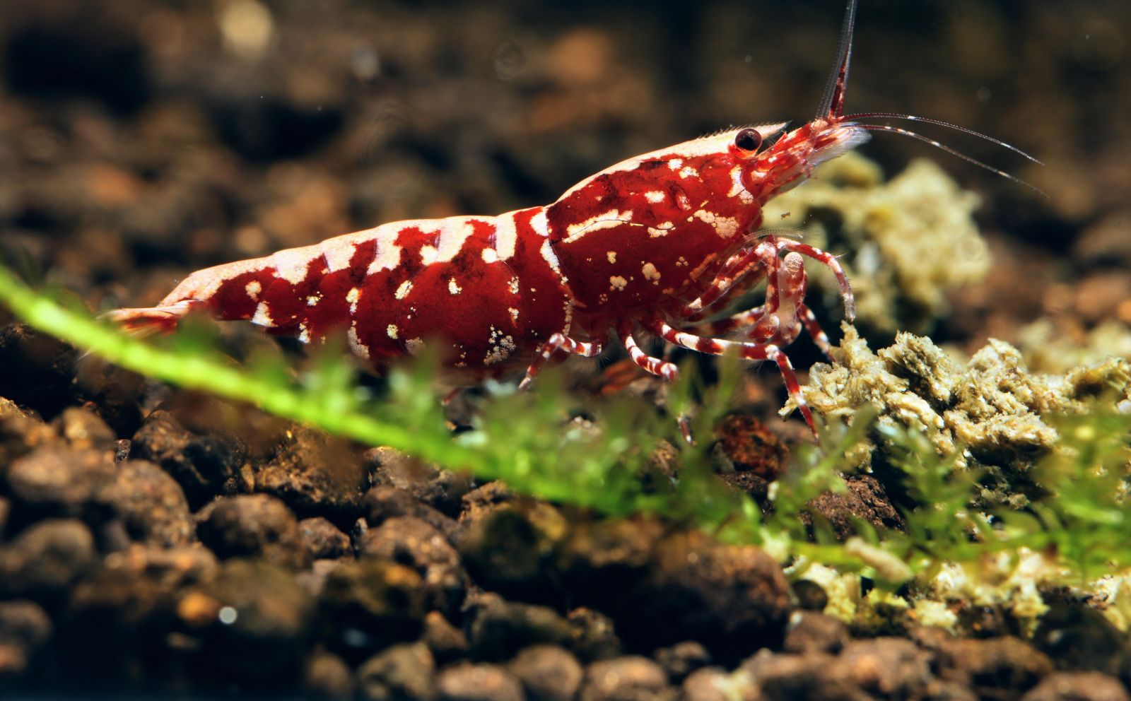  Red Galaxy Shrimp