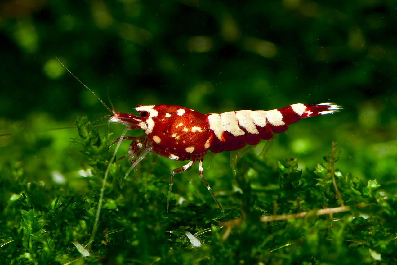  Red Galaxy Shrimp