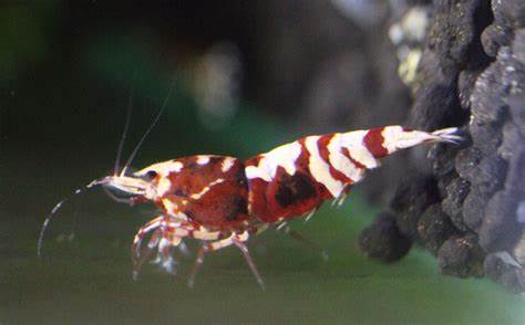 Red Galaxy Tiger Shrimp