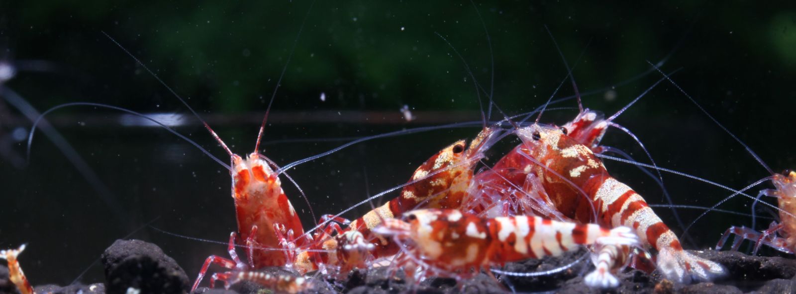 Red Galaxy Tiger Shrimp