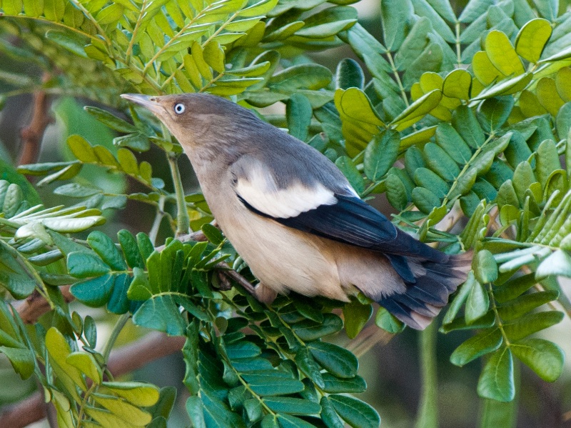 Sáo sành Sturnia Sinensis