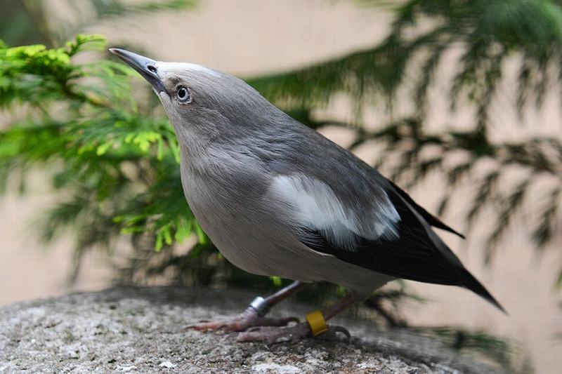 Sáo sành Sturnia Sinensis