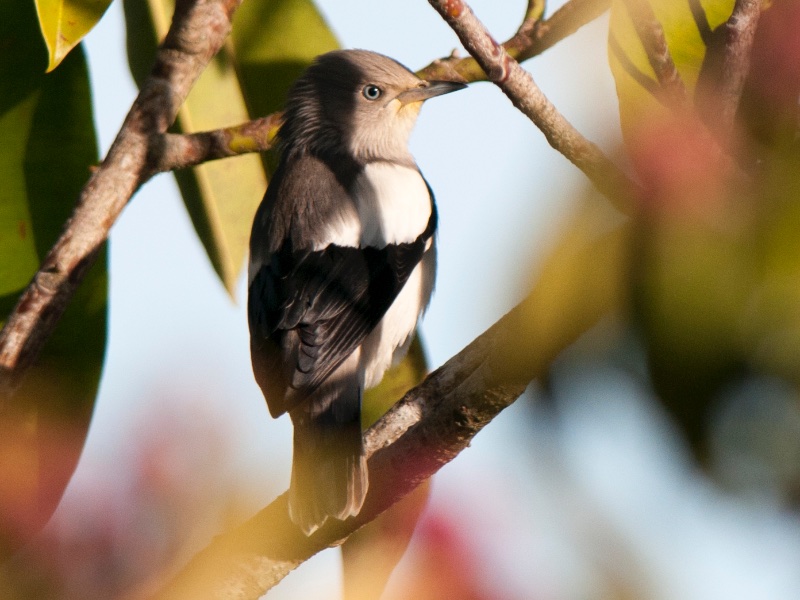 Sáo sành Sturnia Sinensis