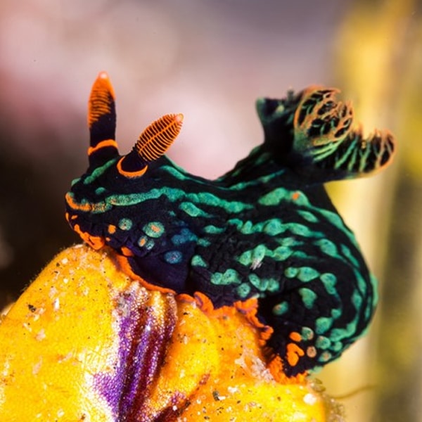 Sên Biển – Nudibranch