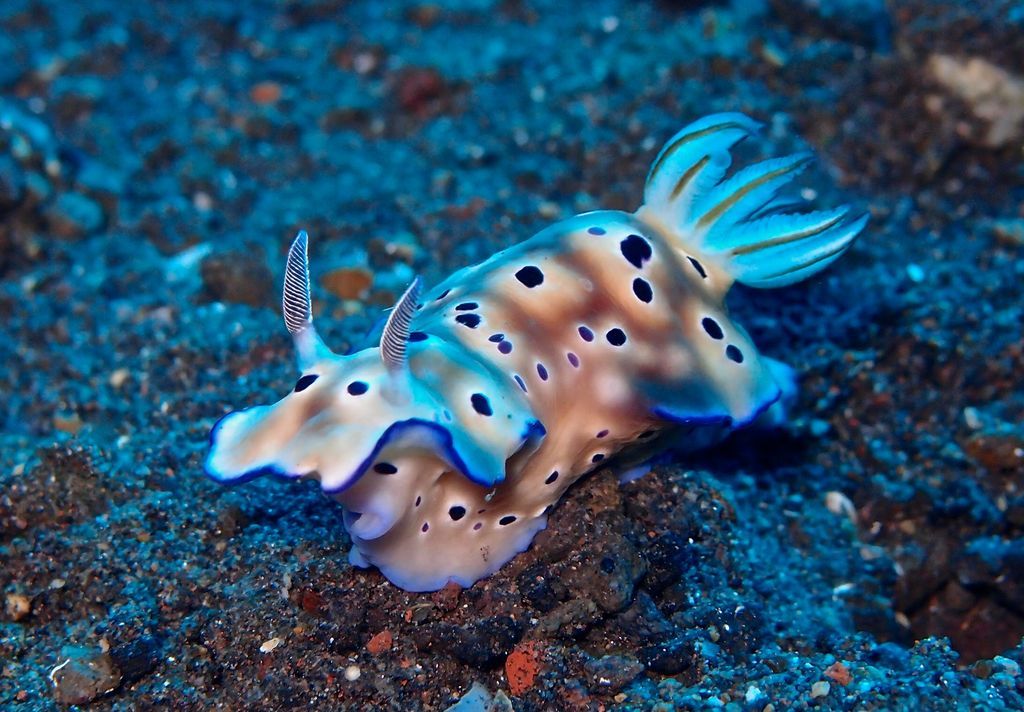 Sên Biển – Nudibranch