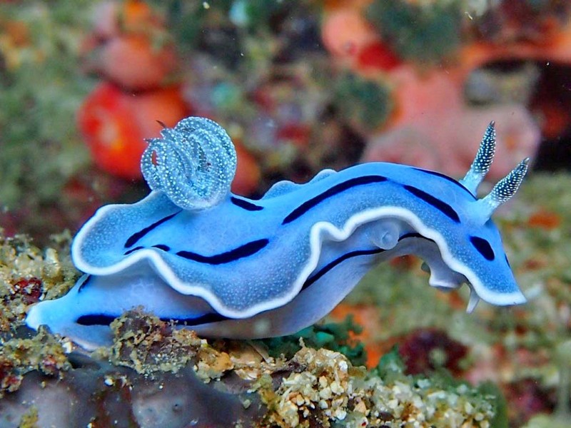 Sên Biển – Nudibranch