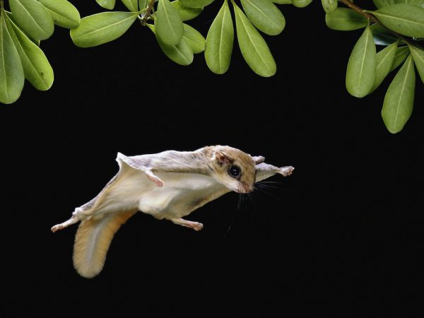 Sóc bay Úc – Sugar Glider