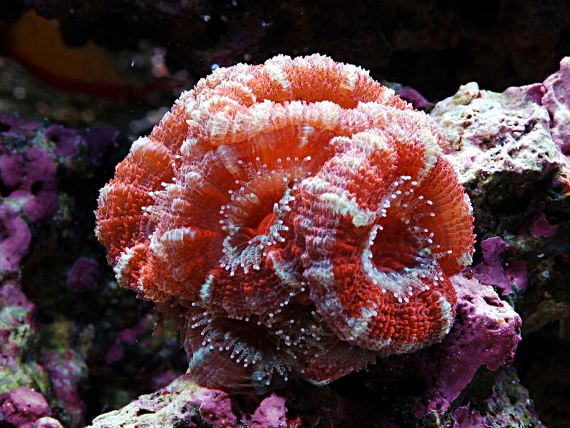 San Hô ACAN – ACANTHASTREA