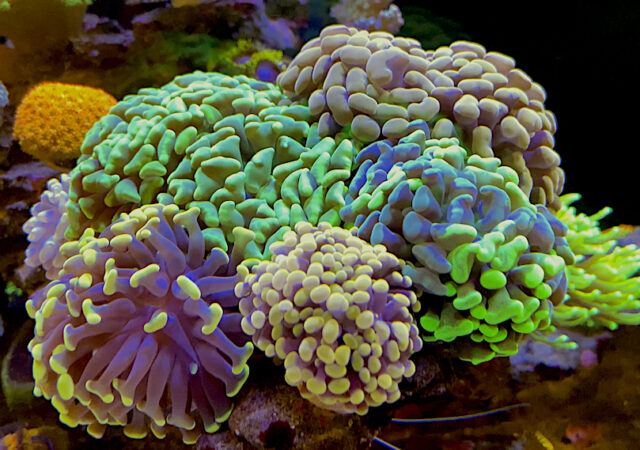 San Hô BÚA – HAMMER CORAL