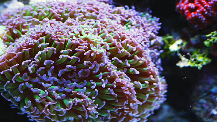 San Hô BÚA – HAMMER CORAL