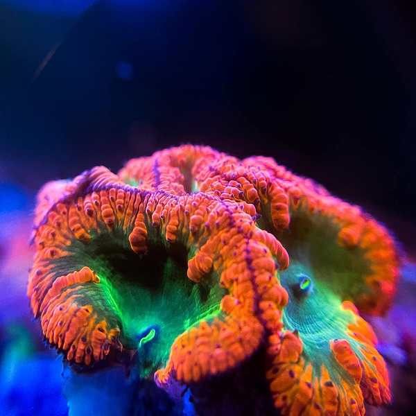 San Hô BLASTO – BLASTOMUSSA CORAL