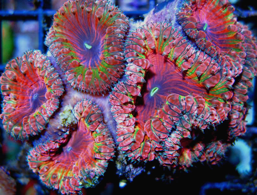 San Hô BLASTO – BLASTOMUSSA CORAL