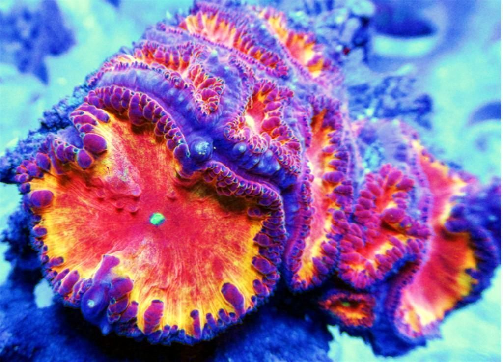 San Hô BLASTO – BLASTOMUSSA CORAL