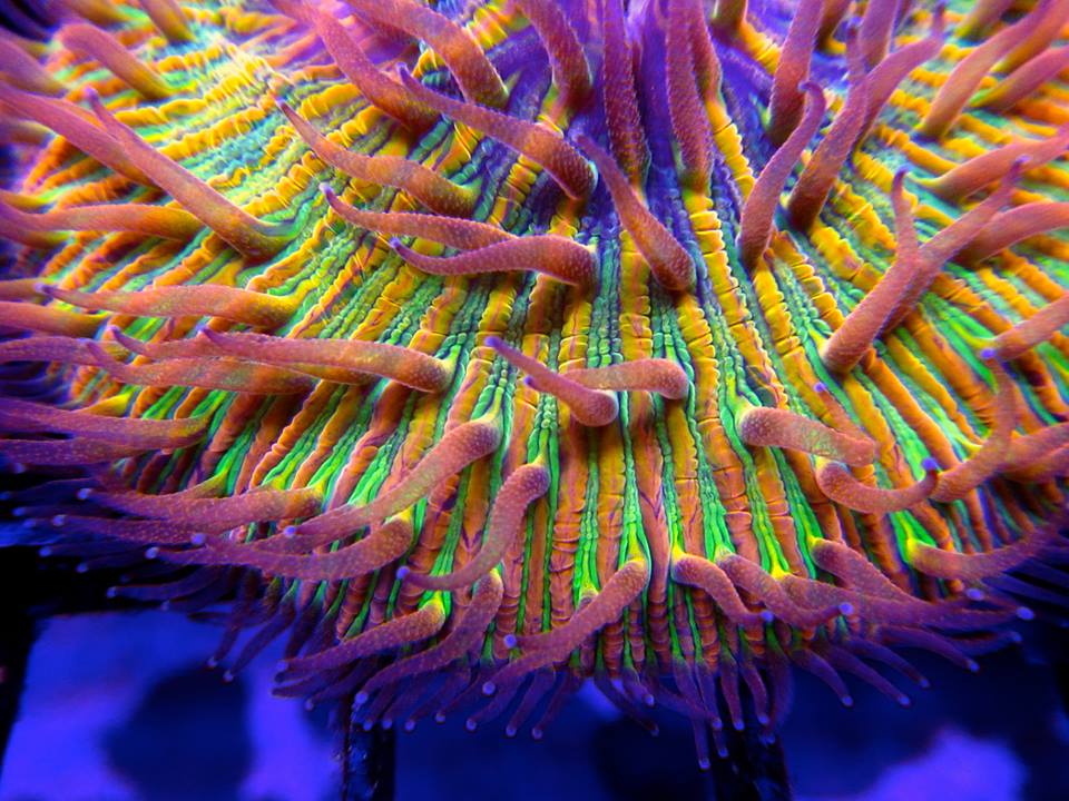 San Hô DĨA BAY – DISK CORAL