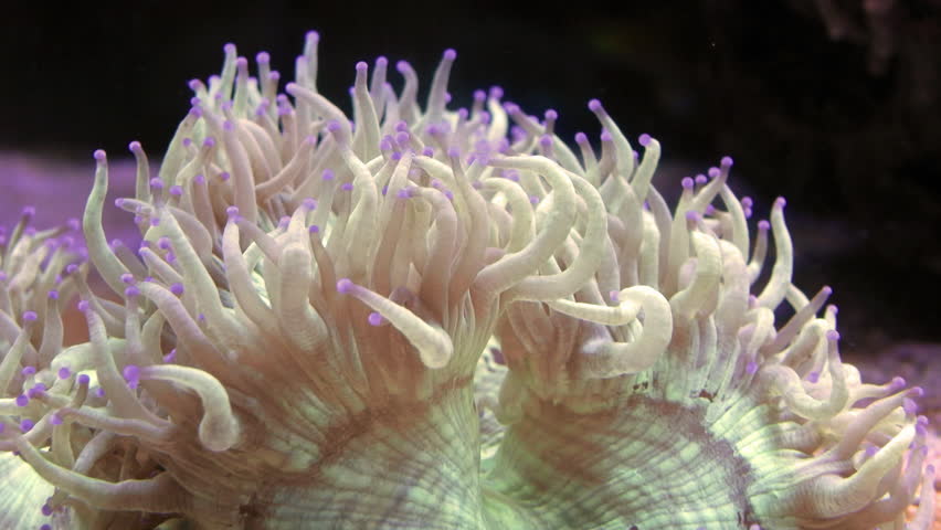 San Hô DẸT – ELEGACE CORAL