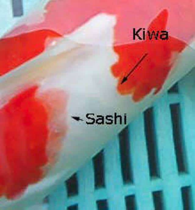 Sashi và Kiwa