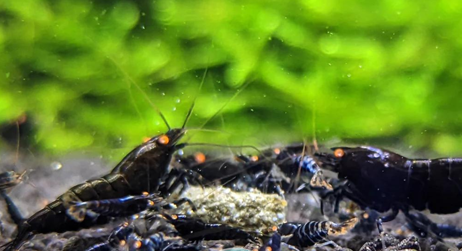 Tép Black Devil Shrimp