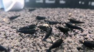 Tép Black Devil Shrimp