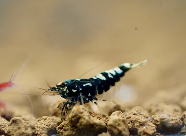 Tép Black Galaxy BOA Shrimp